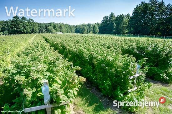Maliny Enrosadira Delniwa Mapema Maravilla Janów Lubelski sprzedam