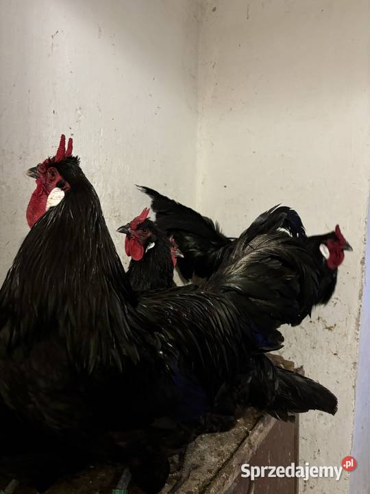 Oferuję jajka wylęgowe kur rasy La Fleche Brzozówka