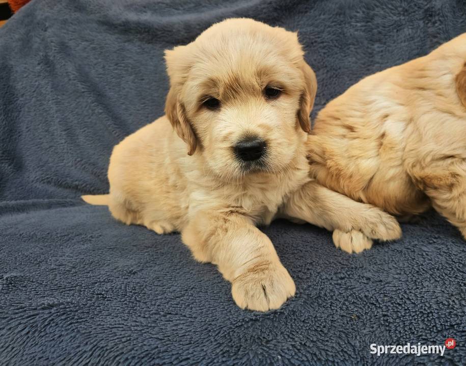 Golden Retriever złoty szczeniak Polesie