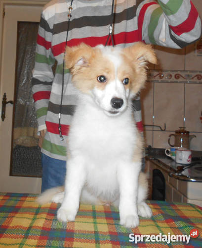 Border Collie rodowodowe szczeniaki z metryką Psy mazowieckie Otwock