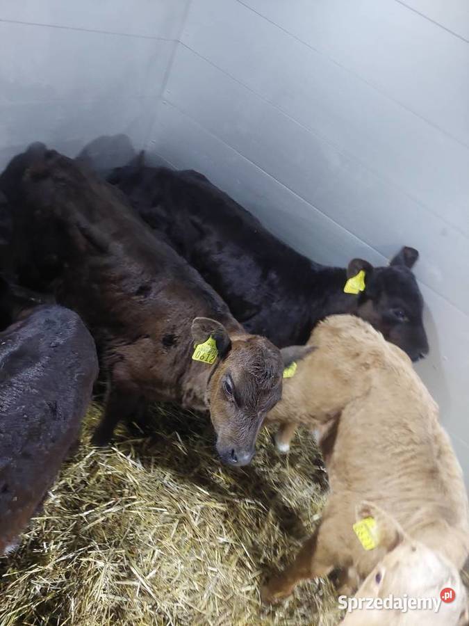 Byczki mięsne 60100