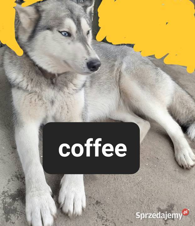 Syberiany husky Reda sprzedam