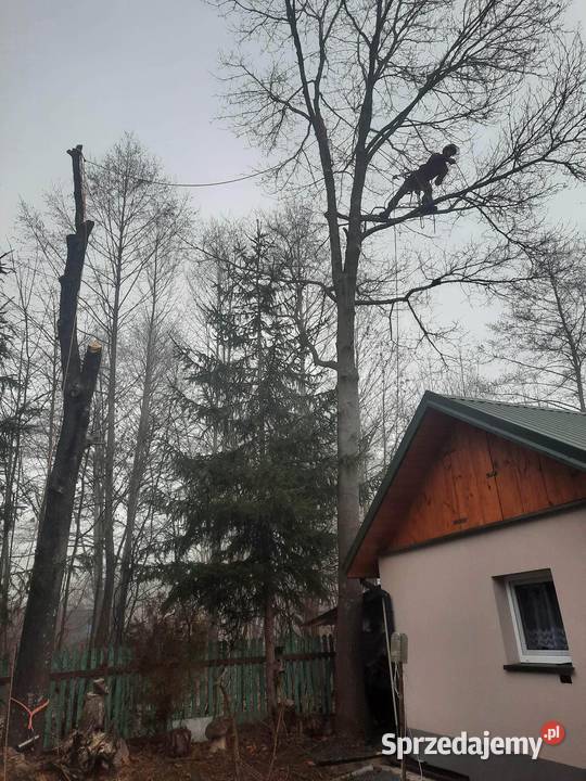 Wycinka drzew trudnych przycinanie drzew Kielce