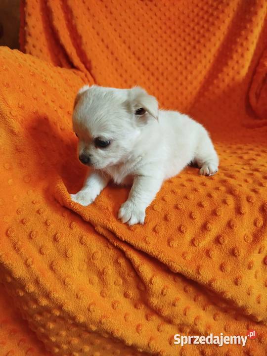 Urocze szczenięta rasy Chihuahua