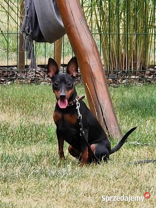 Pinczer Miniaturowy ZKwP FCI szczenięta Wrocław