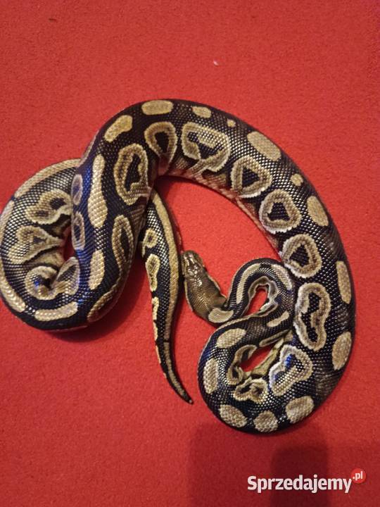 Pyton Królewski Black Phantom Pastel samica Nysa
