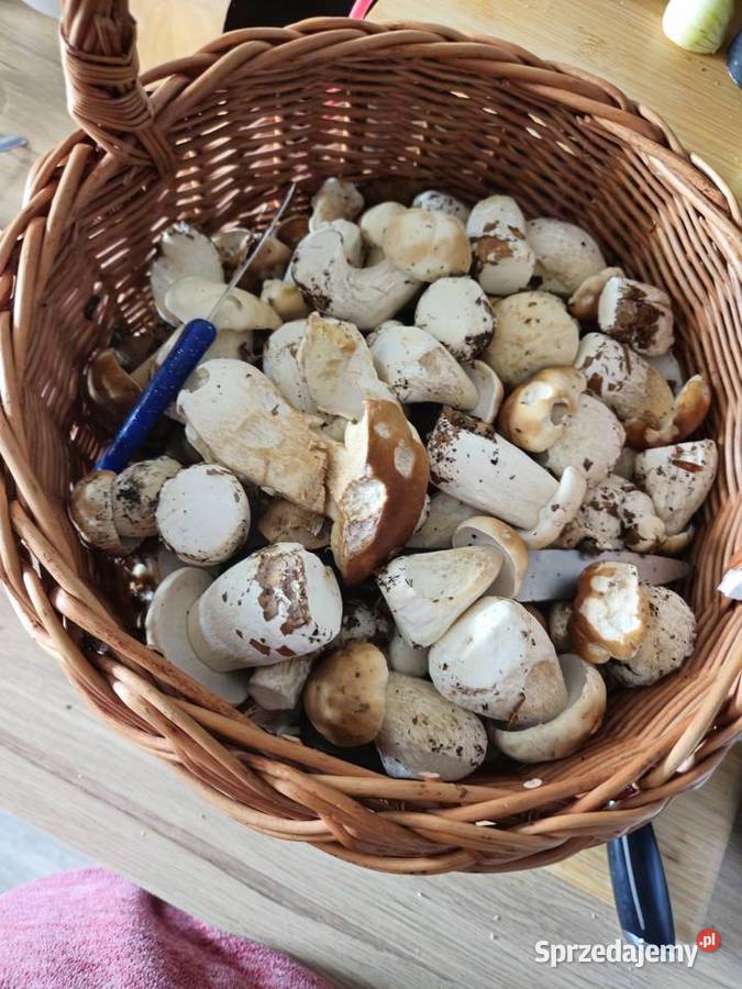 GRZYBY PRAWDZIWKI BOROWIKI SUROWE ŚWIEŻE śląskie Imielin