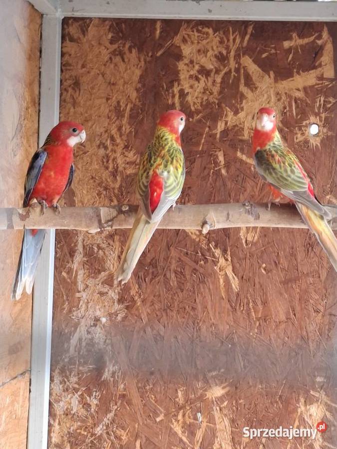 Rozella rozelle białolice Lubiechowo