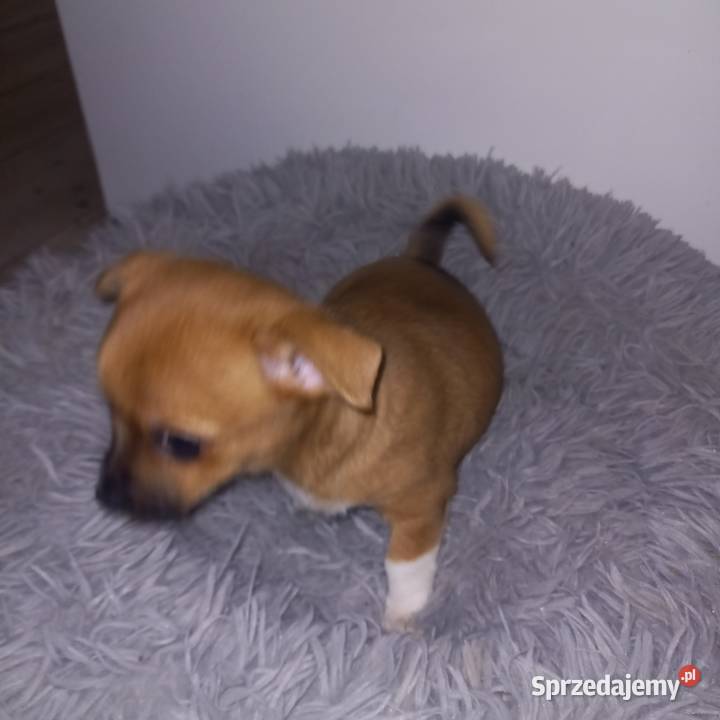 Chihuahua mazowieckie