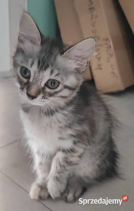 Kurylski Bobtail rodowód FPLFIFE osobowość psa i