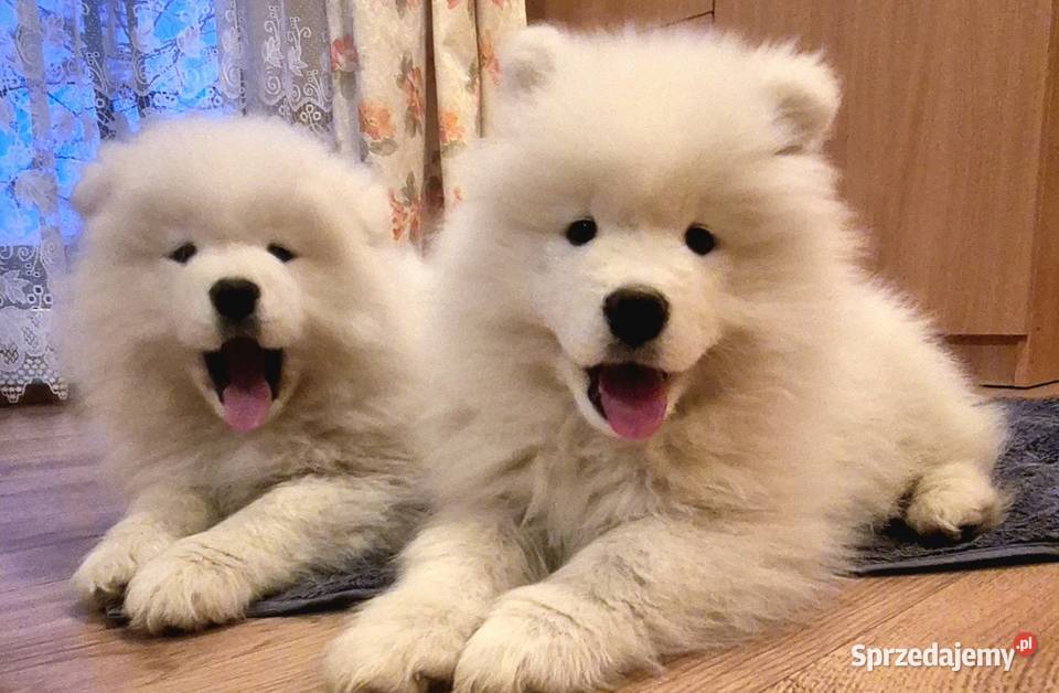 Samoyedsamojed Miechów