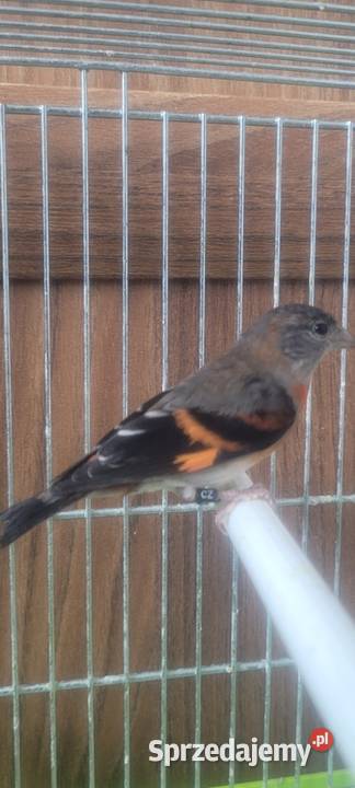 Czyżyk czerwony samiczka Wieliczka