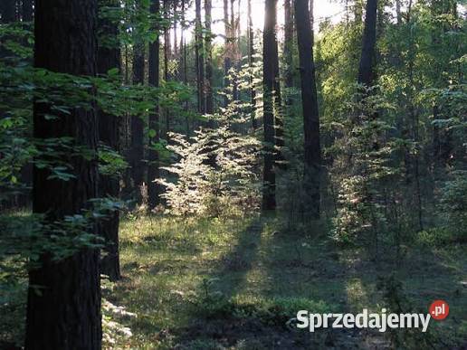 Działka Rolno Budowlana z Lasem Częstochowa