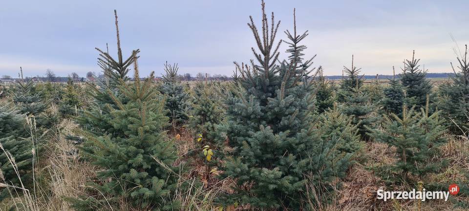 Choinki Świerk srebrny do wykopania wycięcia opolskie Jełowa