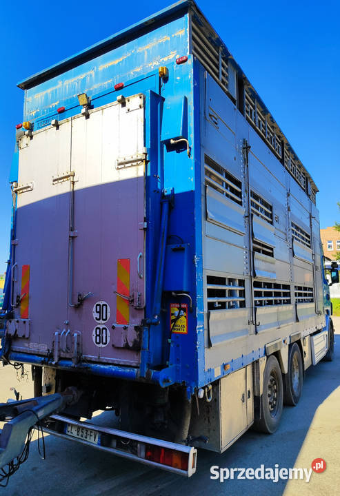 Scania R500 Pezzaioli 3 poziomy żywca zwierząt Starachowice sprzedam