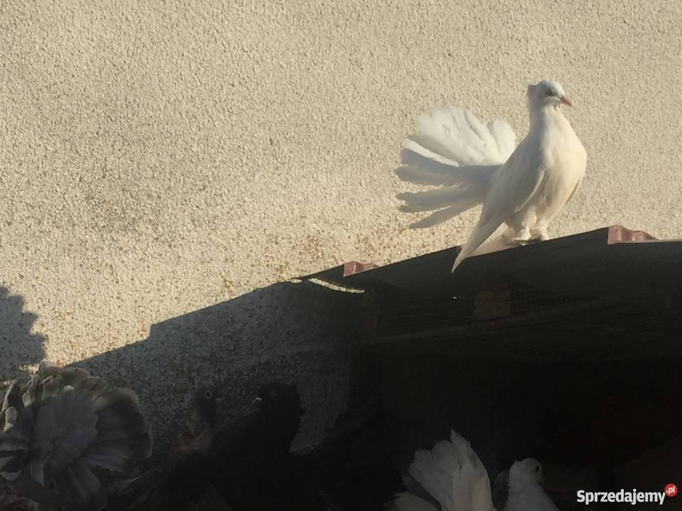 Pawik pawiki indyjskie Mogilno