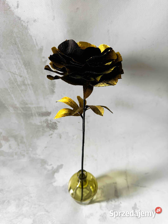 Kwiatek czarnozłoty rozmiar M Zielona Góra