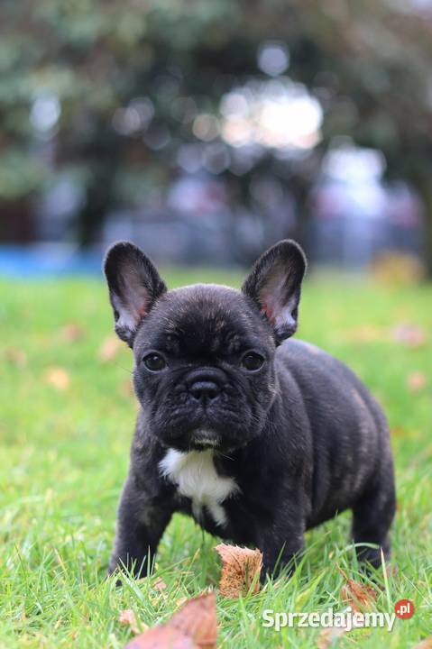 Buldog francuski fci ZKwP Świerklany