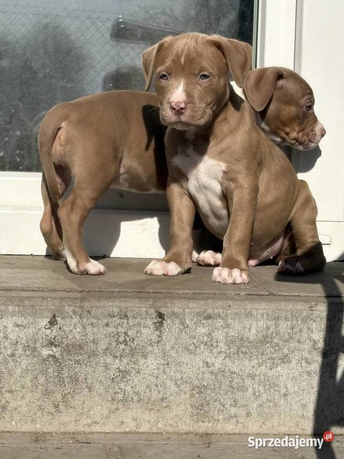 American bully abkc szczeniak wielkopolskie Czerlejno sprzedam