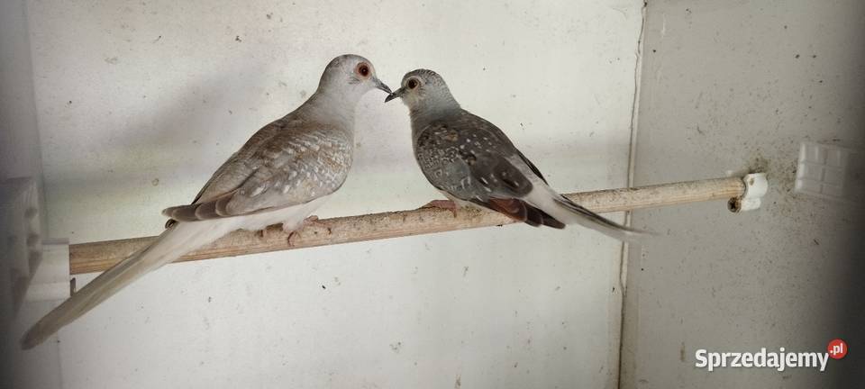 Gołąbek Diamentowy Krajów