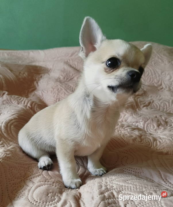 Chihuahua maleńki piesek Konin