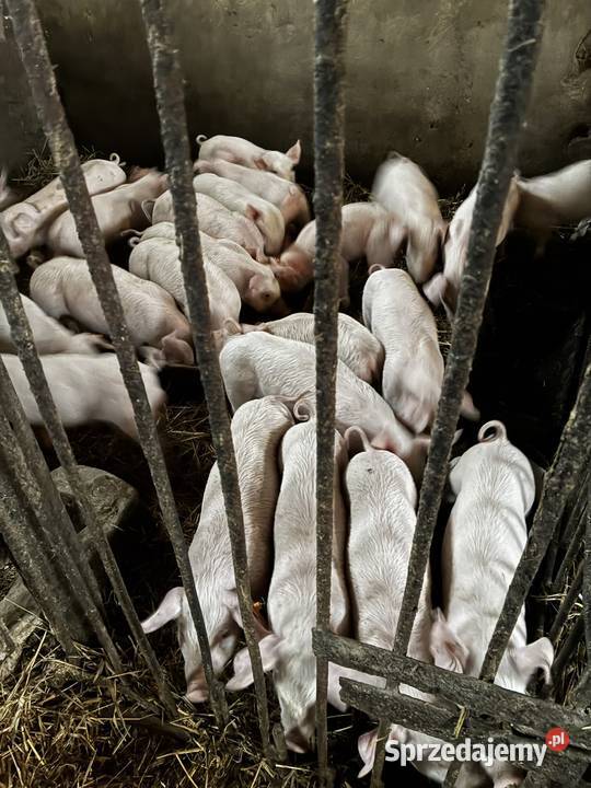 Sprzedam prosięta 21 sztuk Trzoda chlewna Grabów nad Prosną sprzedam