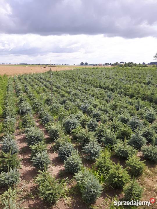 Świerk srebrny sadzonki Jodła kaukaska THUJA