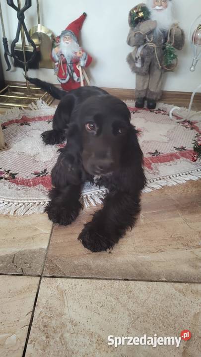 Cocker Spaniel Angielski suczka 5 lat szuka Radomsko sprzedam