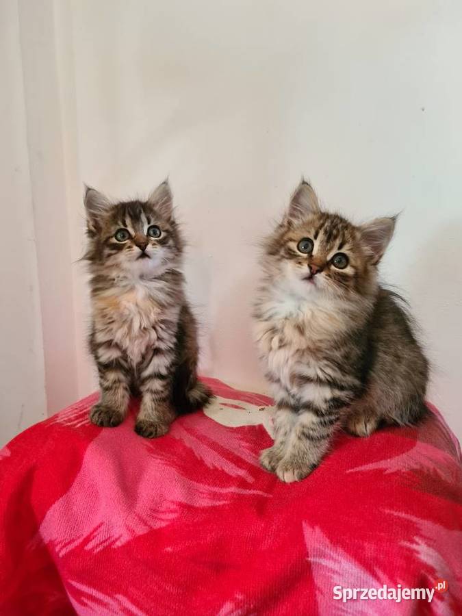 Maine Coon Drygulec
