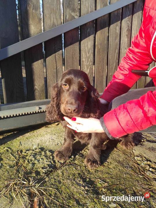 Cocker spaniel czekoladowa suczka Bukowno