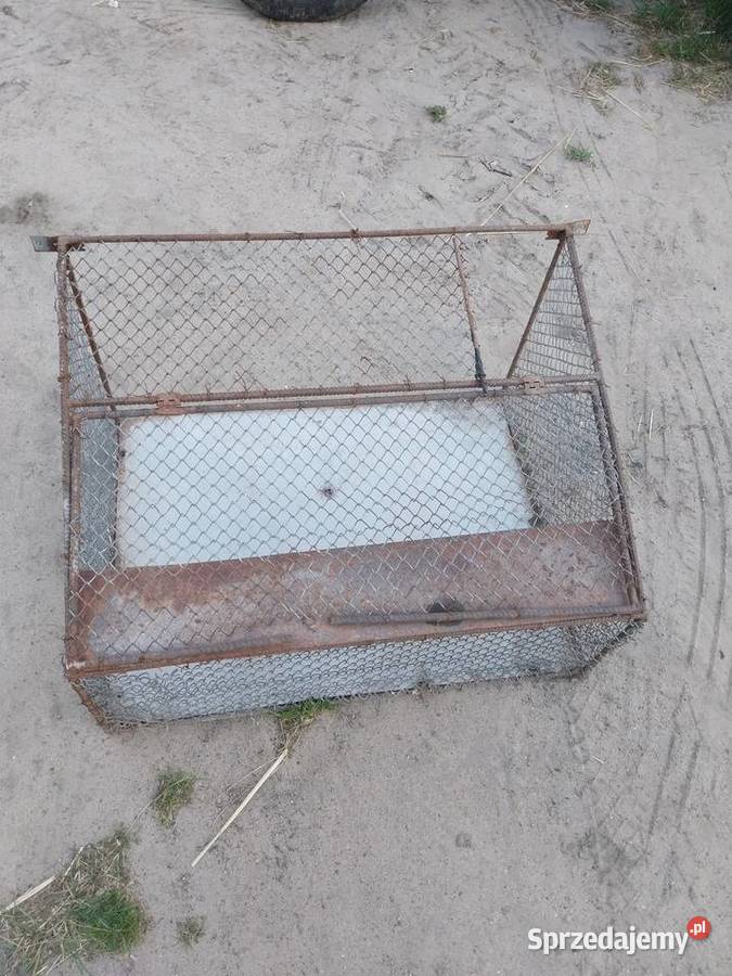 Wylot golebikrata lubelskie Krzywda