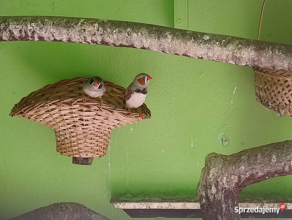 Zeberki austraulijskie Blachownia