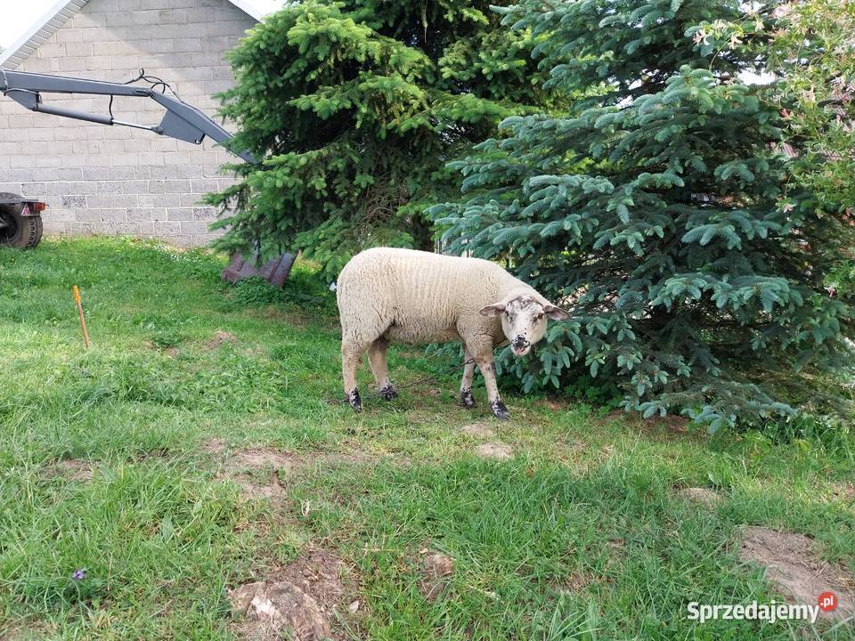 Owca olkuska jagnięBaran 2024 Górka Kościejowska