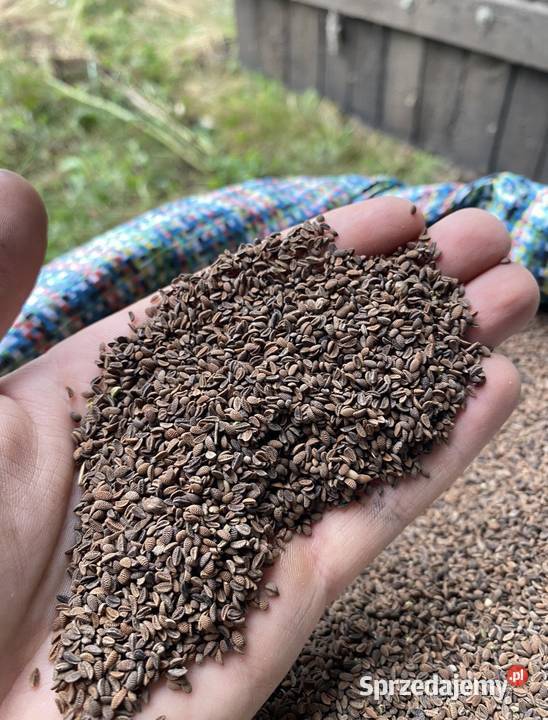 Facelia błękitna Skierniewice