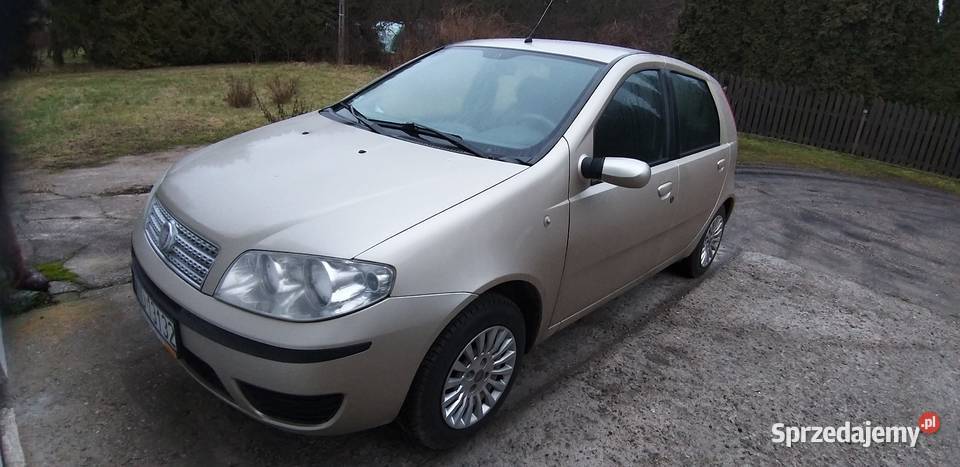 Punto Classic 12 złoty szerszeń Olsztyn