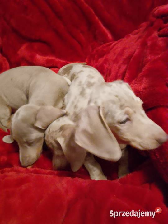 Jamnik miniaturowy merle izabell Jamnik Garbów