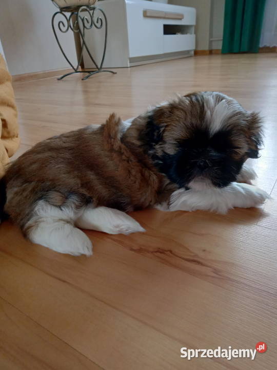 Szczeniaki Shih tzu
