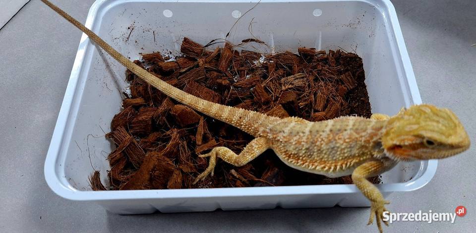Agama brodata samiczka
