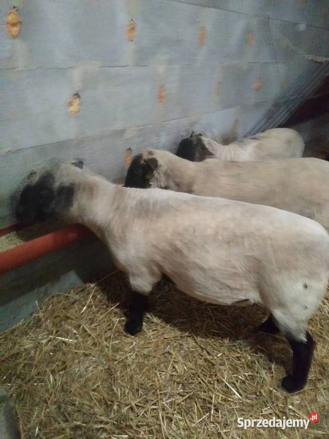 Owce Czarnogłówki podkarpackie Sędziszów Małopolski sprzedam