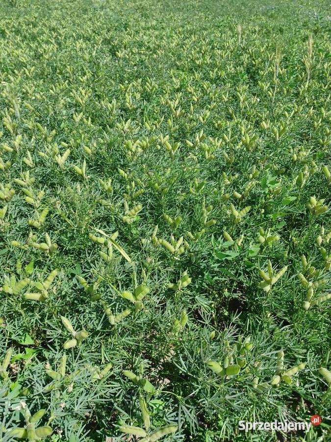 Łubin słodki KORAL sprzedam