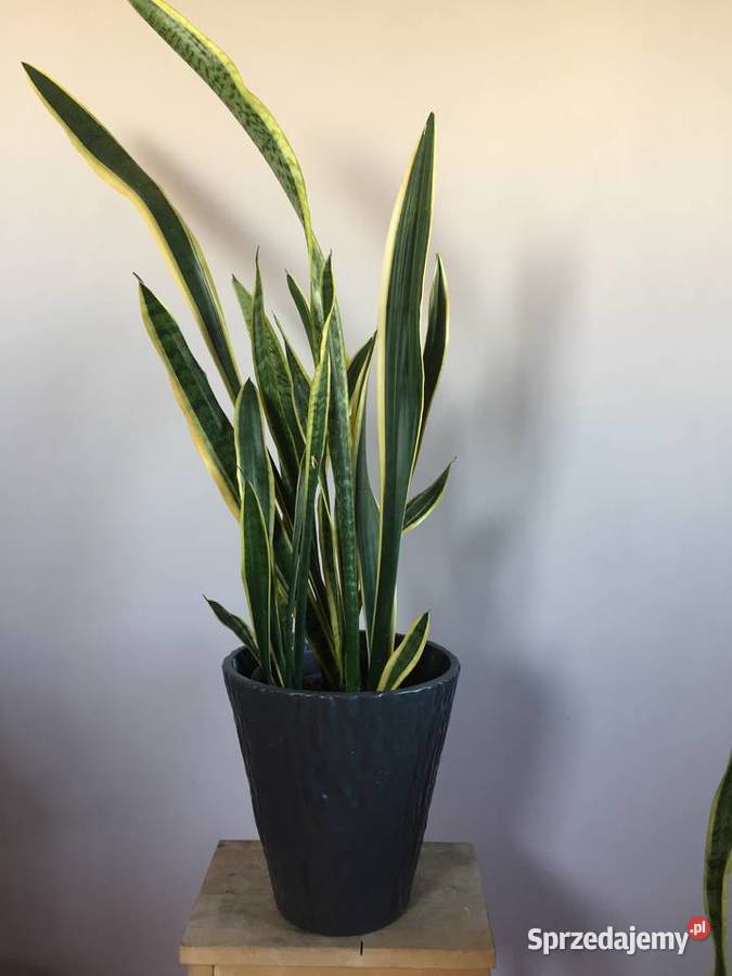Kwiat Sansewieria Gorzów Wielkopolski