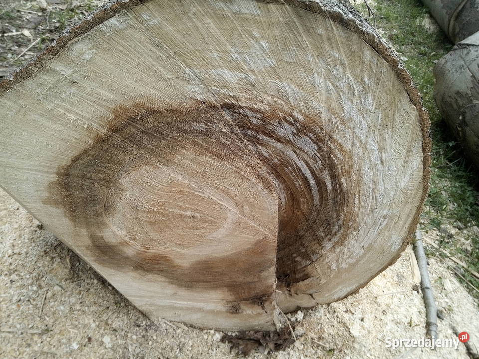 sprzedam topole Bączałka