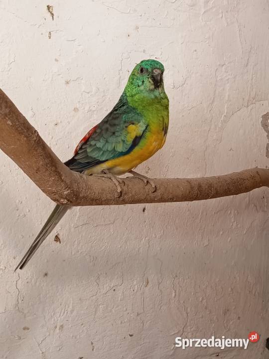 Sprzedam samca świergotki Jarogniewice