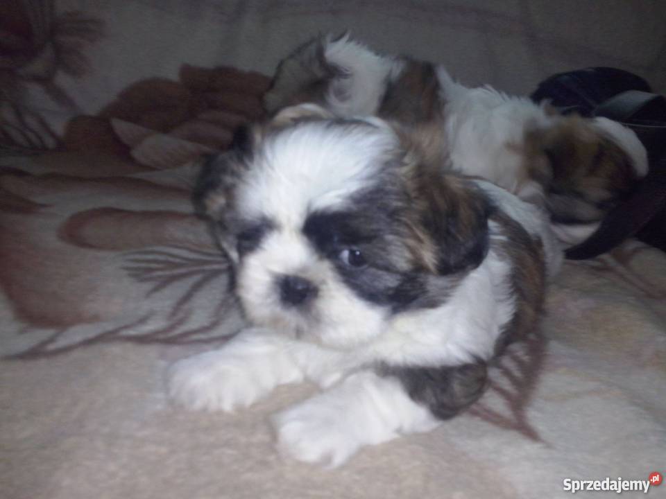 Szczeniaki Shihtzu Shih tzu Szitsu Ostrołęka