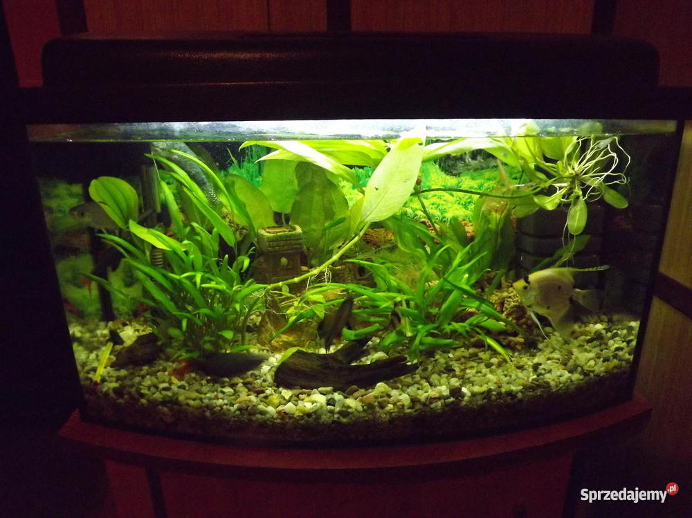 AKWARIUM 60l szafka śląskie