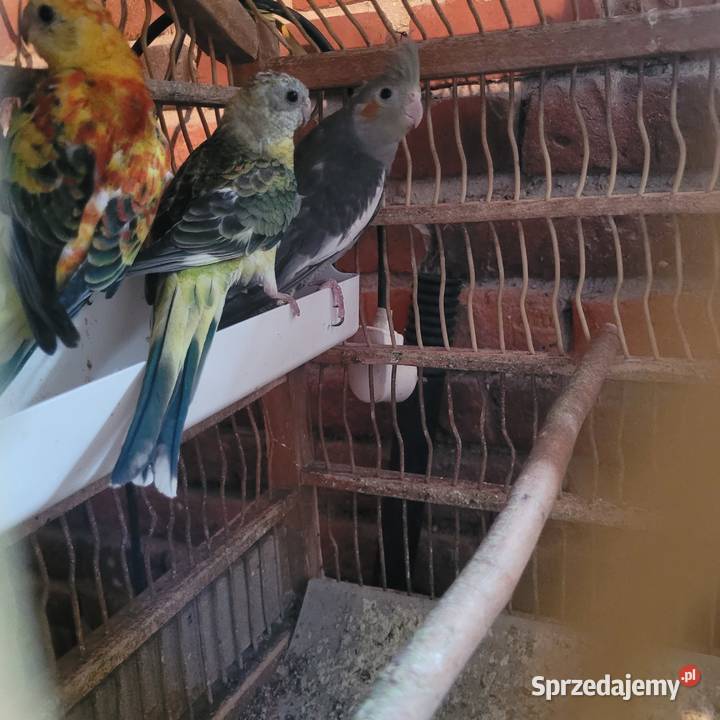 Świergotki Polanka Wielka