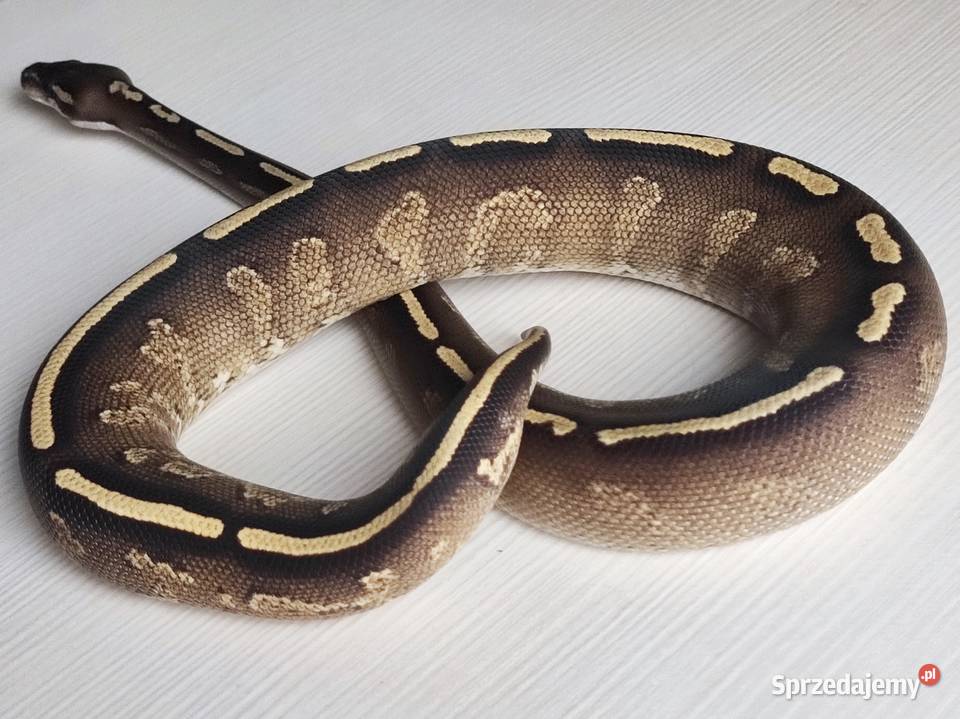 Wąż Pyton królewski GHI BlackHead Phantom Python Warszawa