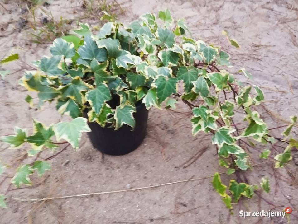 hedera helix p10 duża Giżycko