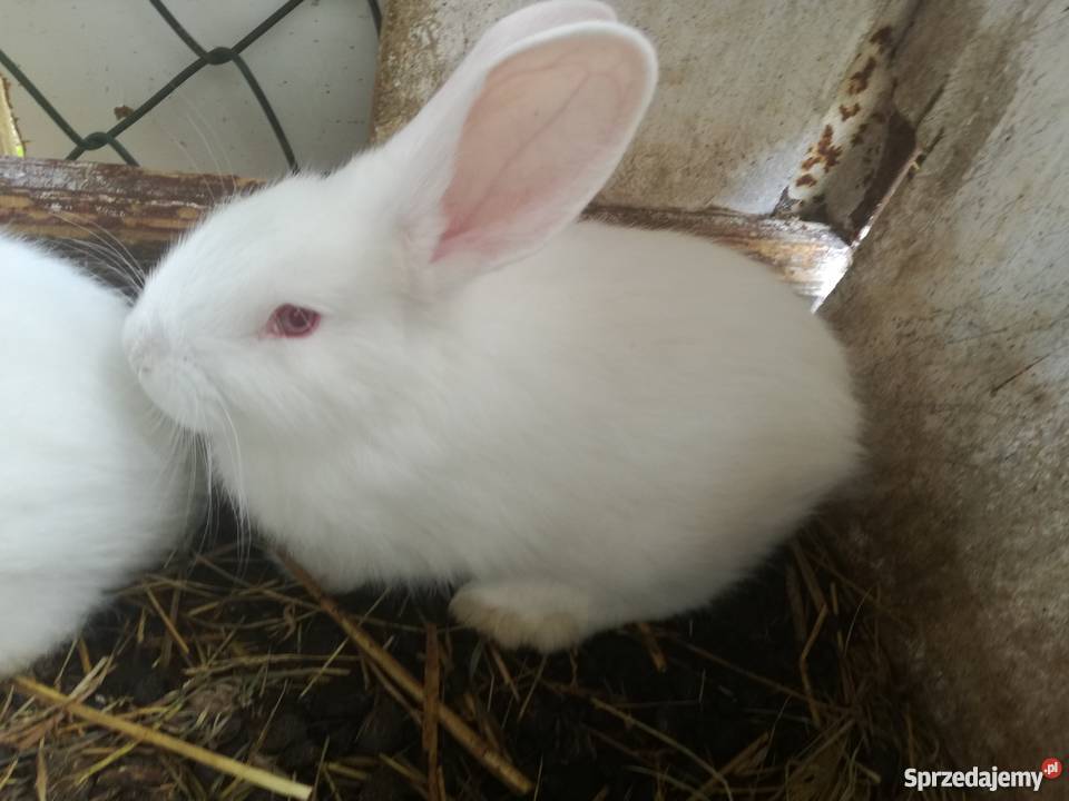 Sprzedam Młode Króliki