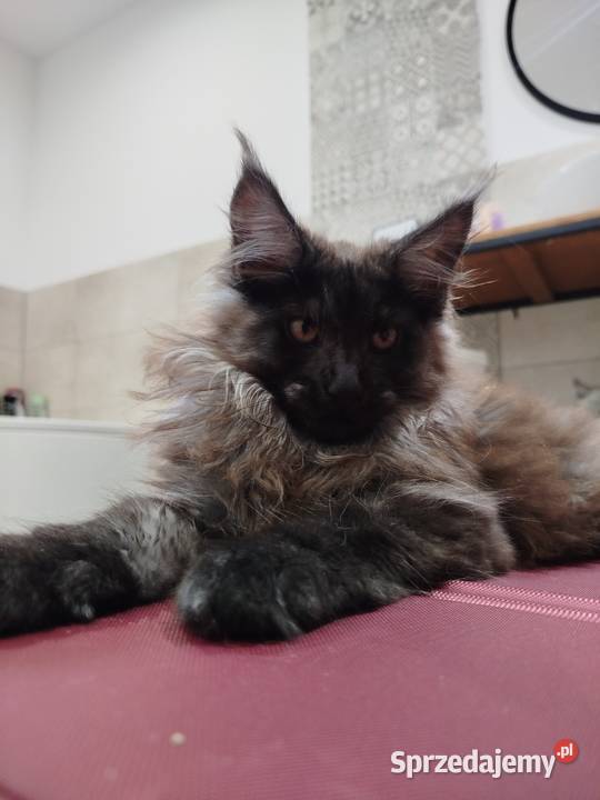 Maine Coon kotka Nera Szembruk
